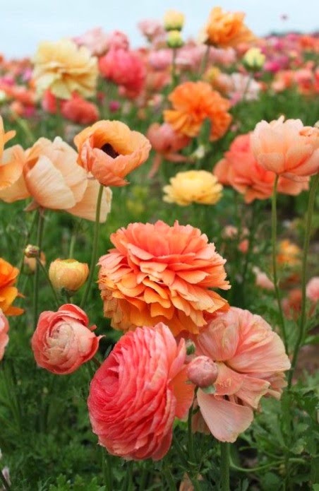 Nice Sharing: Super Flowers.