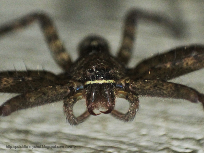 Huntsman spider - Wikipedia