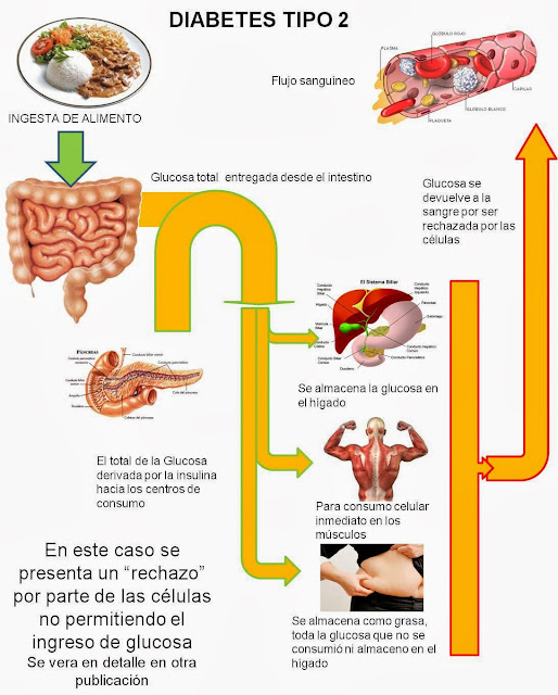 Diabetes Causas efectos y como controlarla: como funciona Diabetes Causas efectos y como controlarla: como funciona