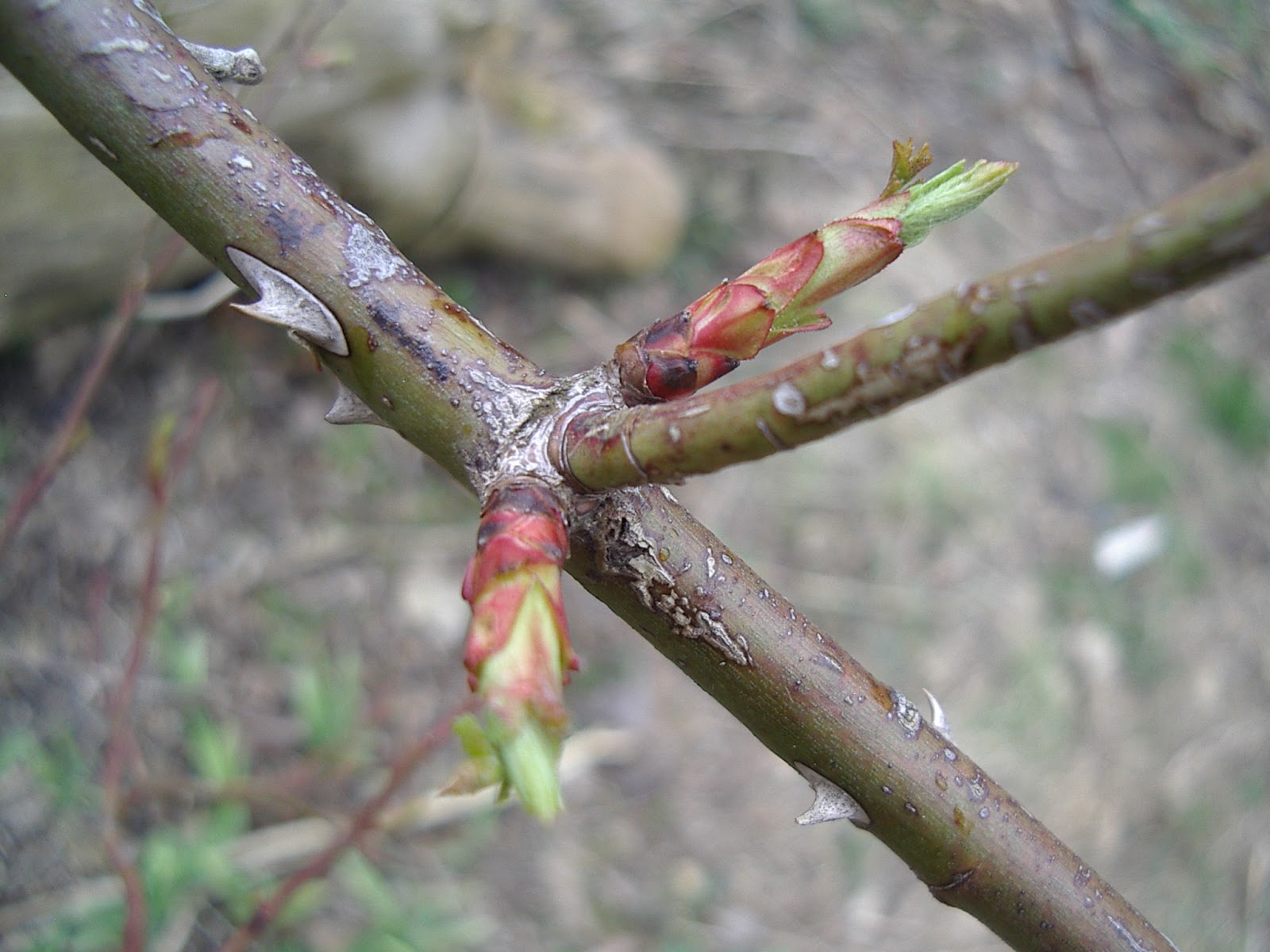 Little City Farm Wild spring edibles