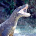 Dragons of Komodo