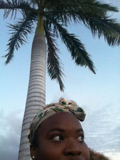 palm trees island life coconuts breeze caribbean