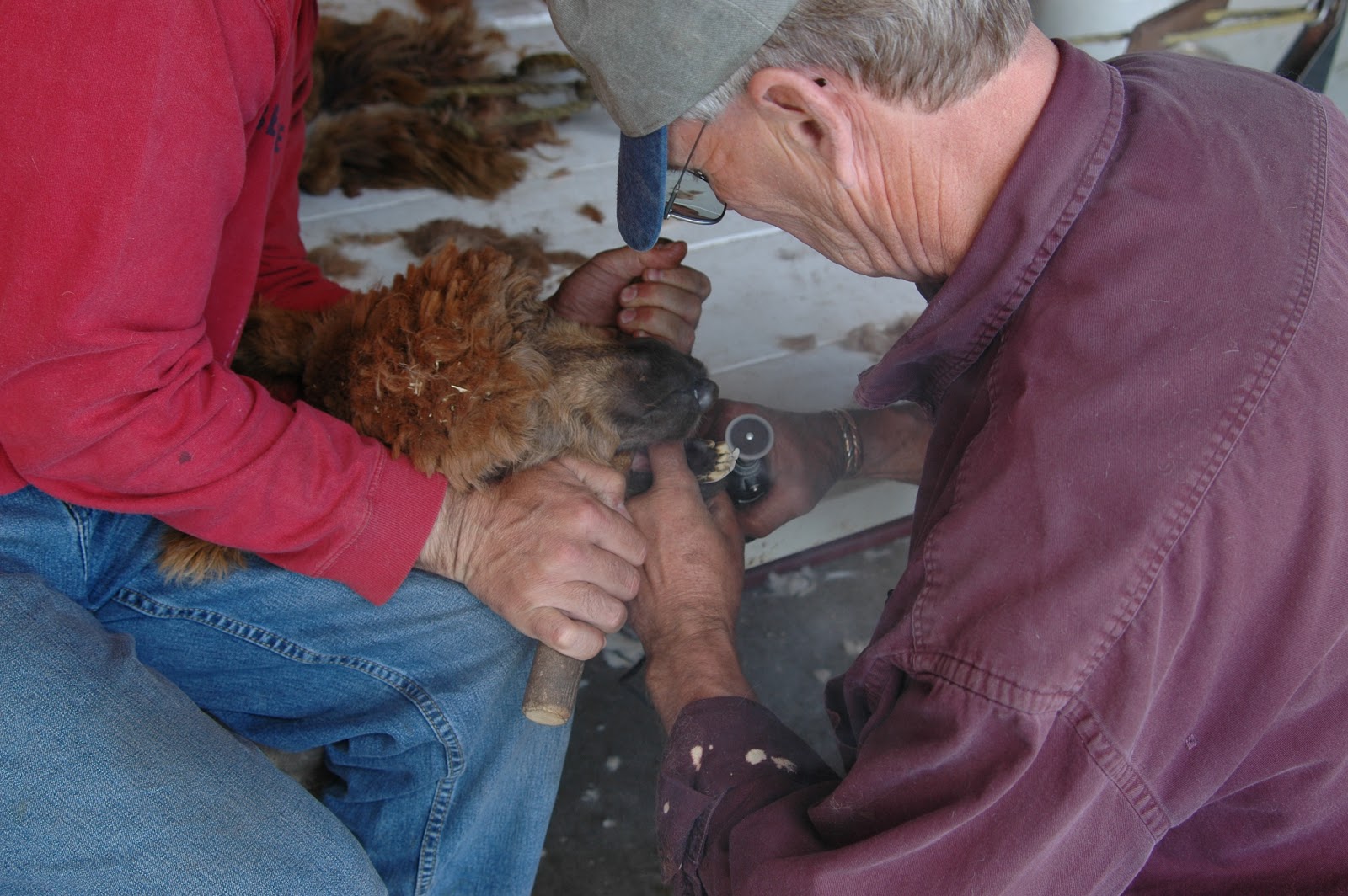 Trimming Alpaca Teeth Alpacas of Montana, Inc. Born, Shorn and Worn