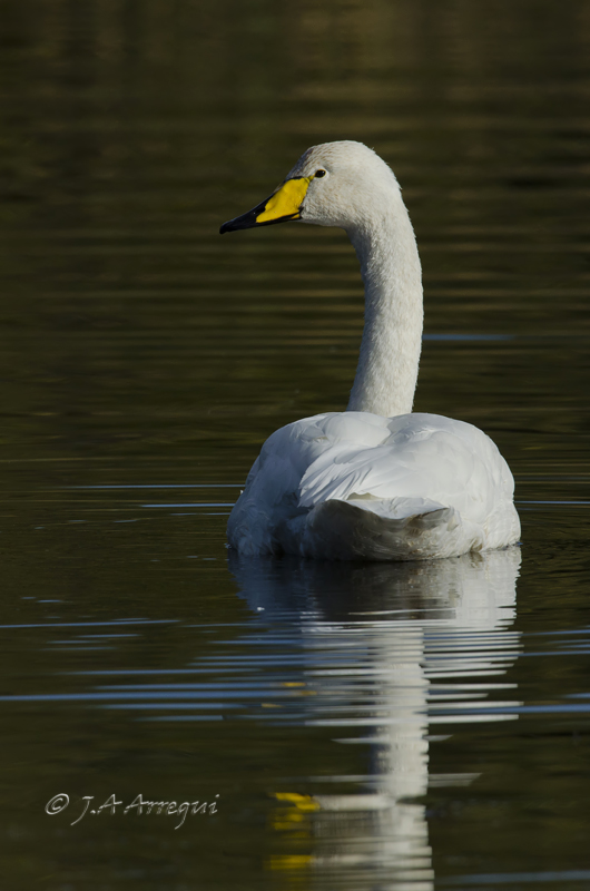 Cisne cantor, Cygnus cygnus, Whooper Swan Cisne cantor, Cygnus cygnus, Whooper Swan