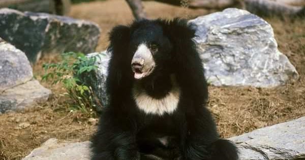 are black bears nocturnal or daytime animals are black bears nocturnal or daytime animals