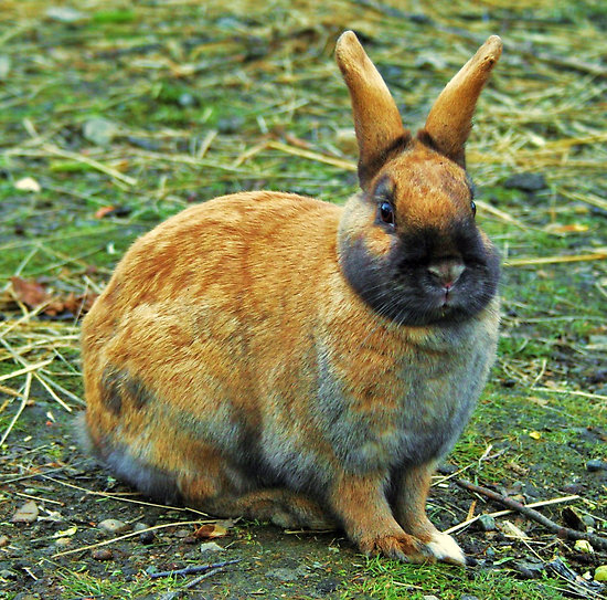 Cinnamon Rabbit