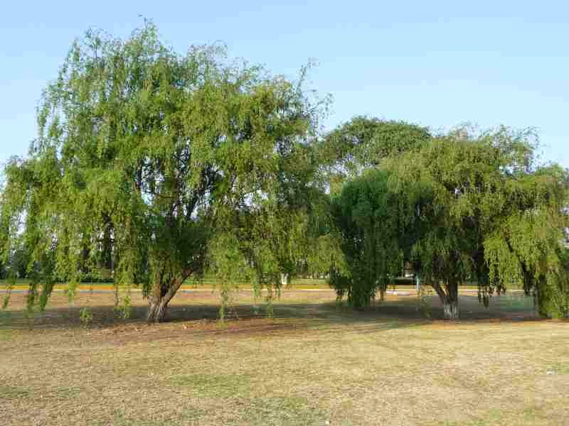 El Árboles sagrados el sauce