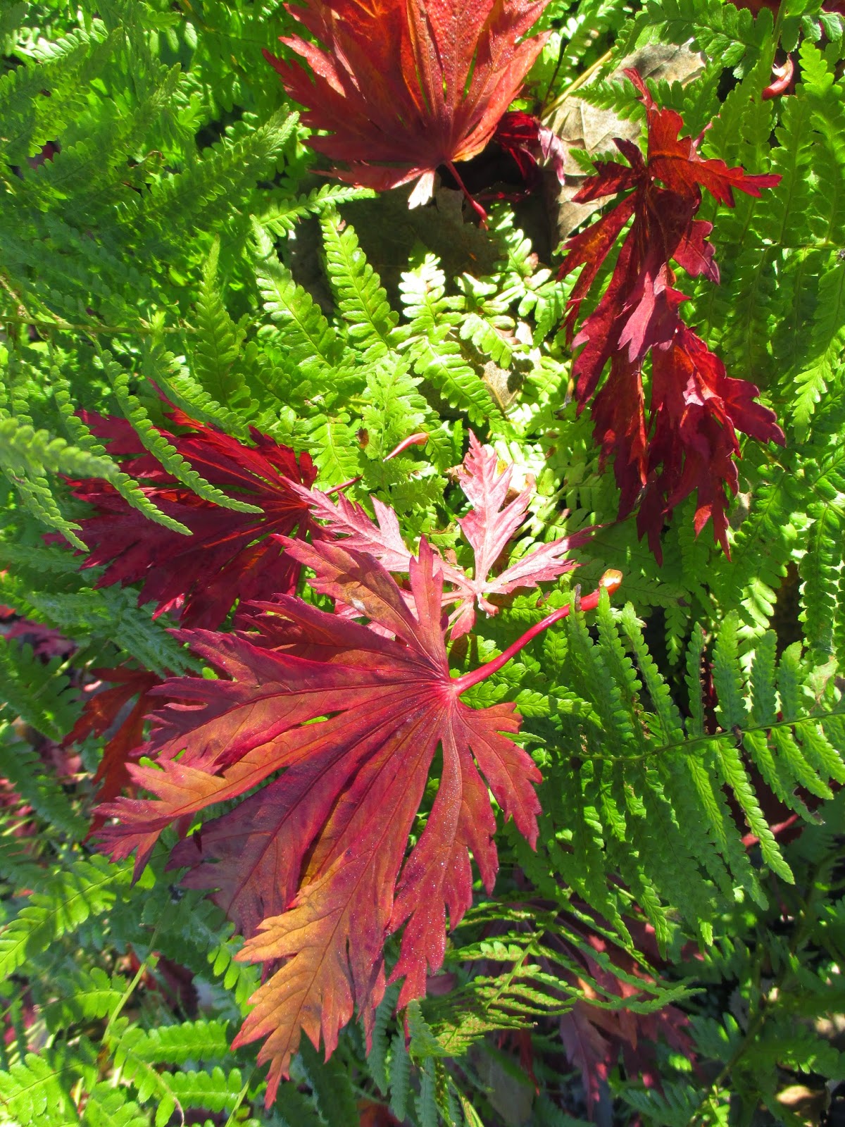 Garden Of Aaron Happy New Year