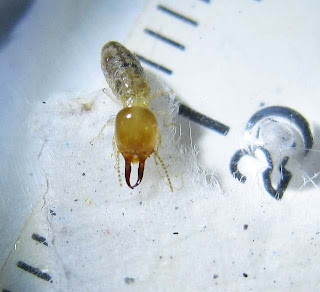 A soldier of Prohamitermes termite