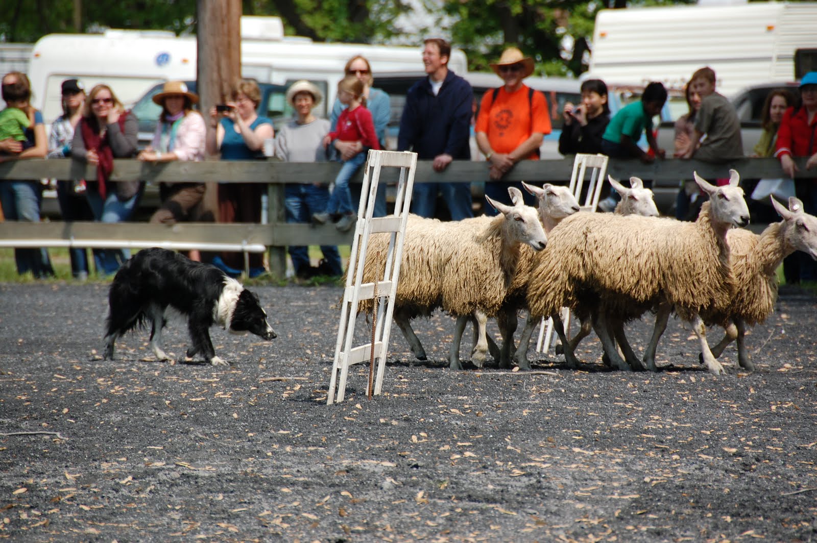 Gardens, chickens, and folk music. Sheep and Wool Festival part 2.....