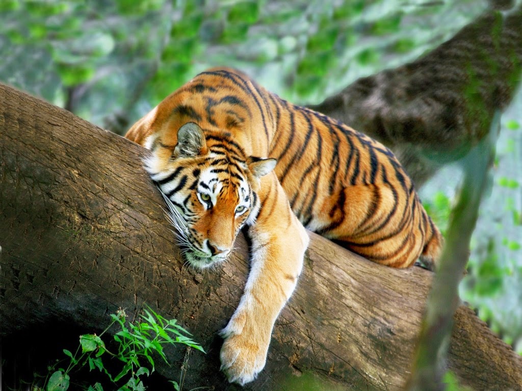 lovable images wild tiger