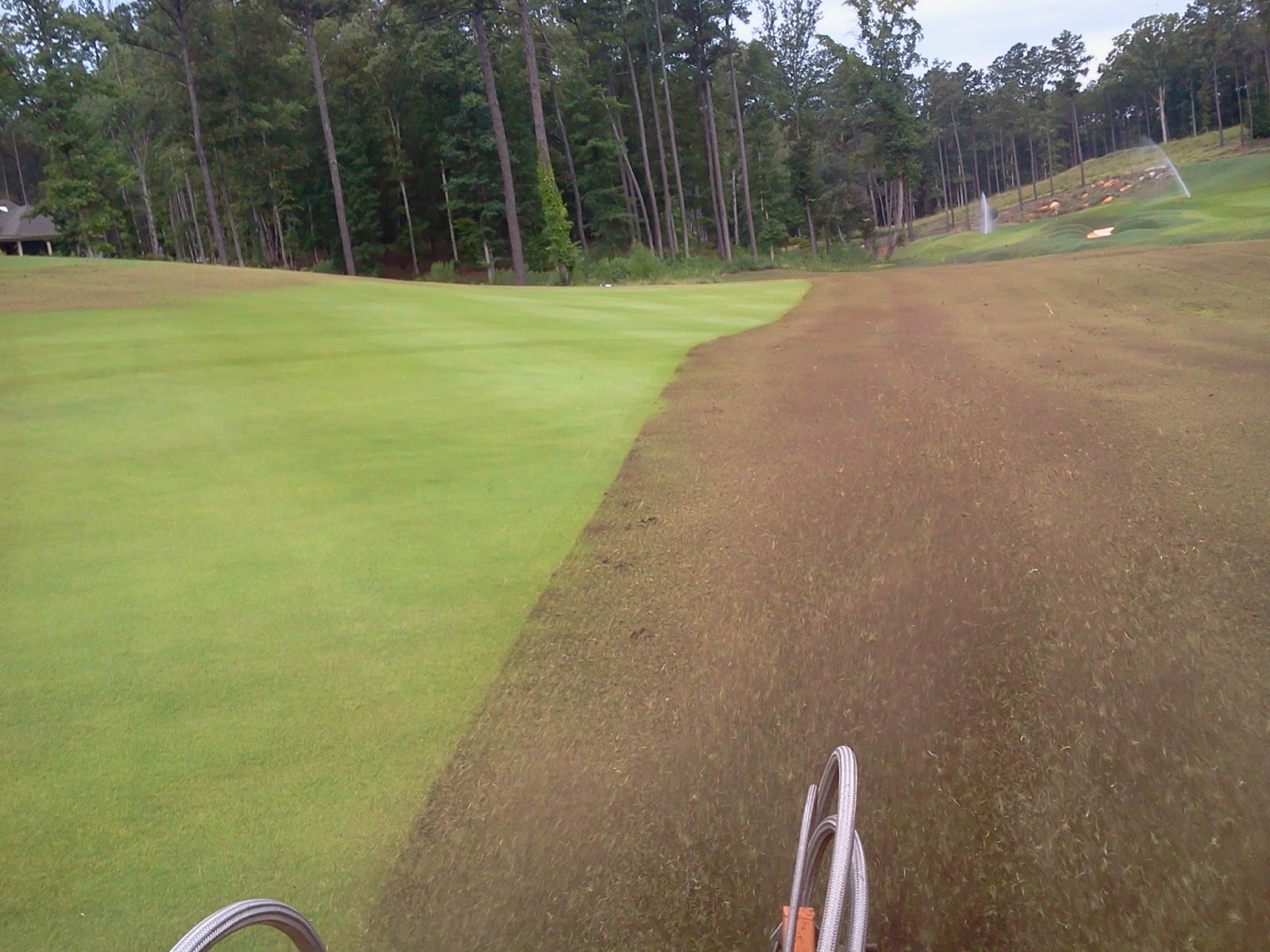 zorro zoysia