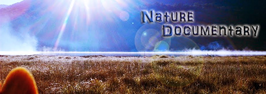 Nature Documentary