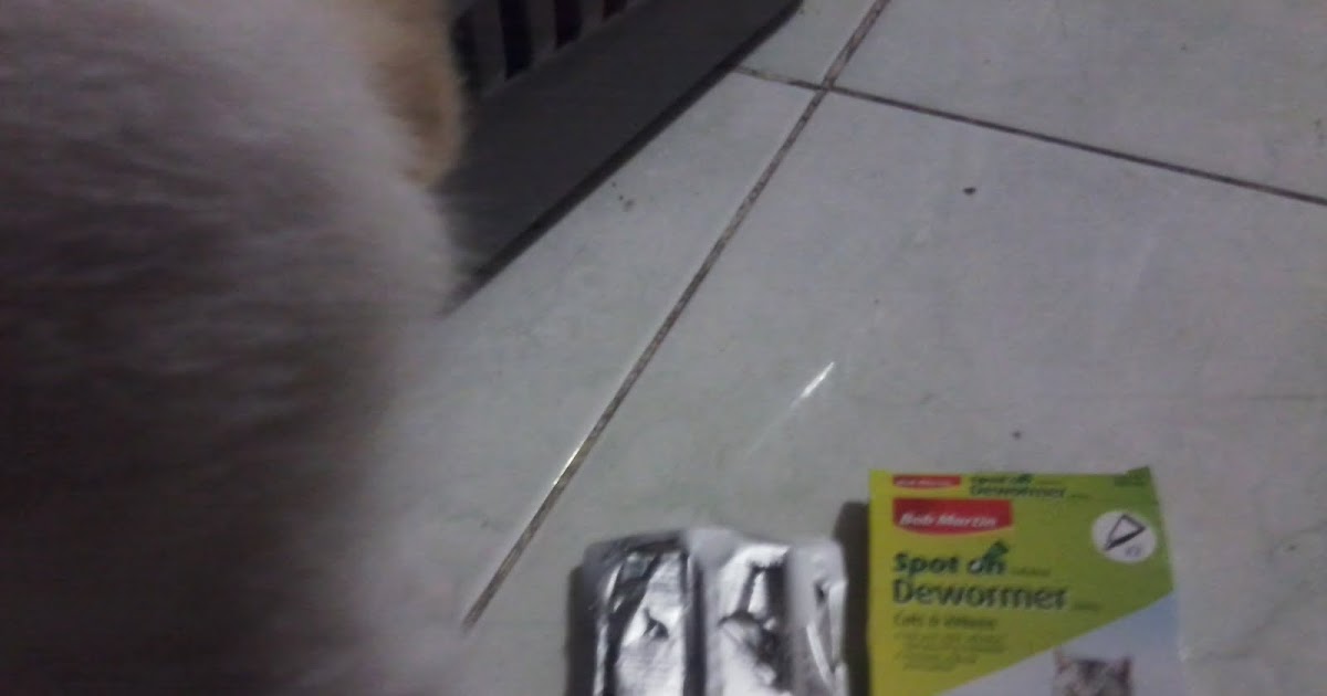 Lady Stapler Kitty Deworming