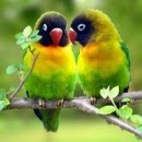love-birds Wallpaper