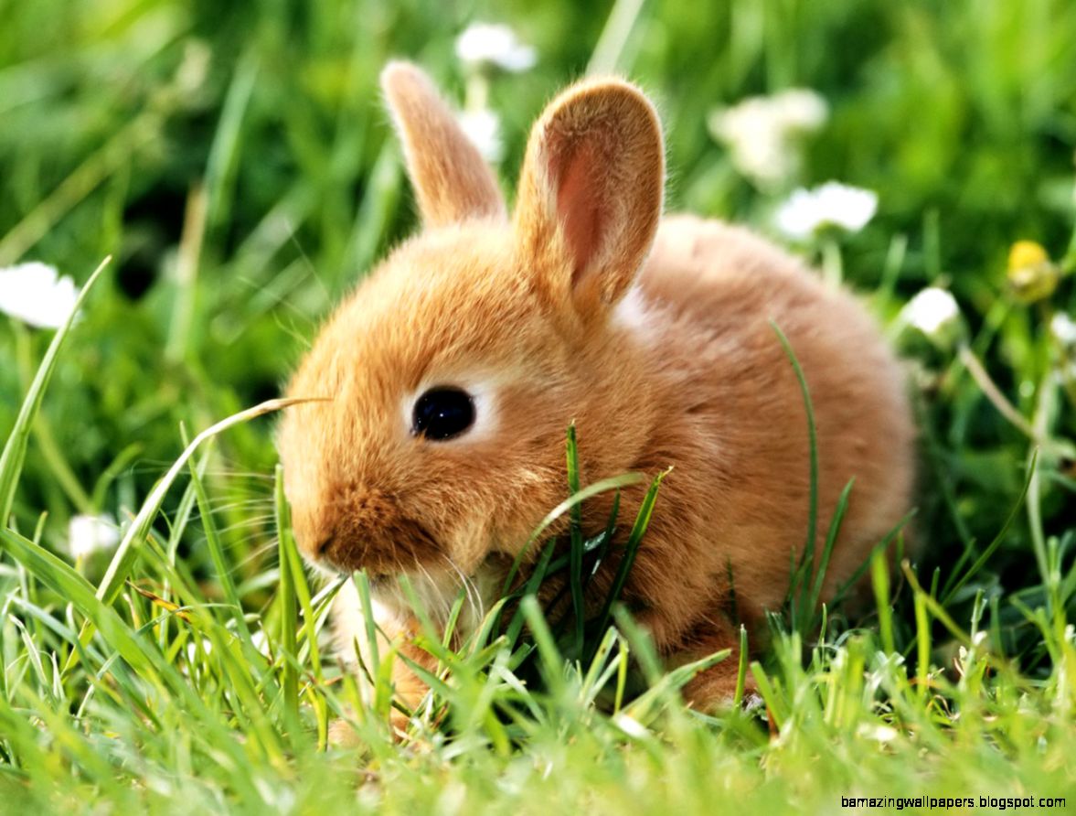 Cute Baby Bunnies Wallpaper Pictures 5 HD Wallpapers Cute Baby Bunnies Wallpaper Pictures 5 HD Wallpapers