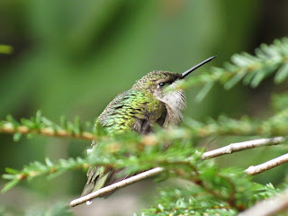 Hummingbird at Rest