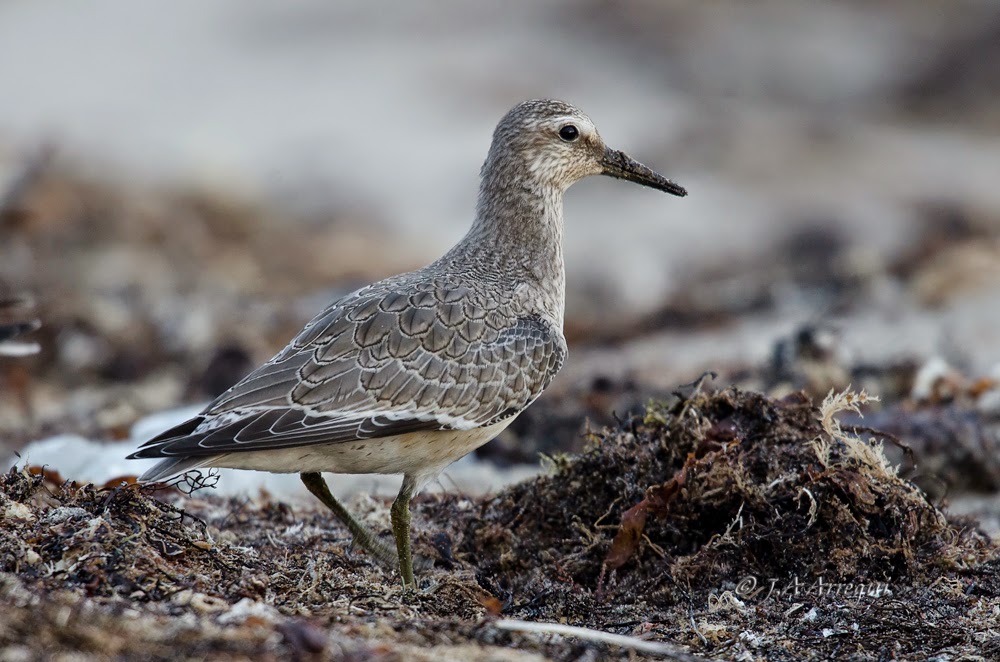 Correlimos gordo, Calidris canutus, Red Knot Correlimos gordo, Calidris canutus, Red Knot