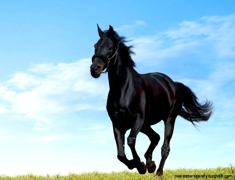 Running Black And White Horse