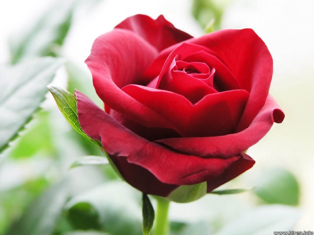 http://3.bp.blogspot.com/-L2Zuag37PK0/TwGsyowwjTI/AAAAAAAAAFA/yvpEeYQ6540/s1600/wonderful-red-rose-flower-wallpapers+%25281%2529.jpg