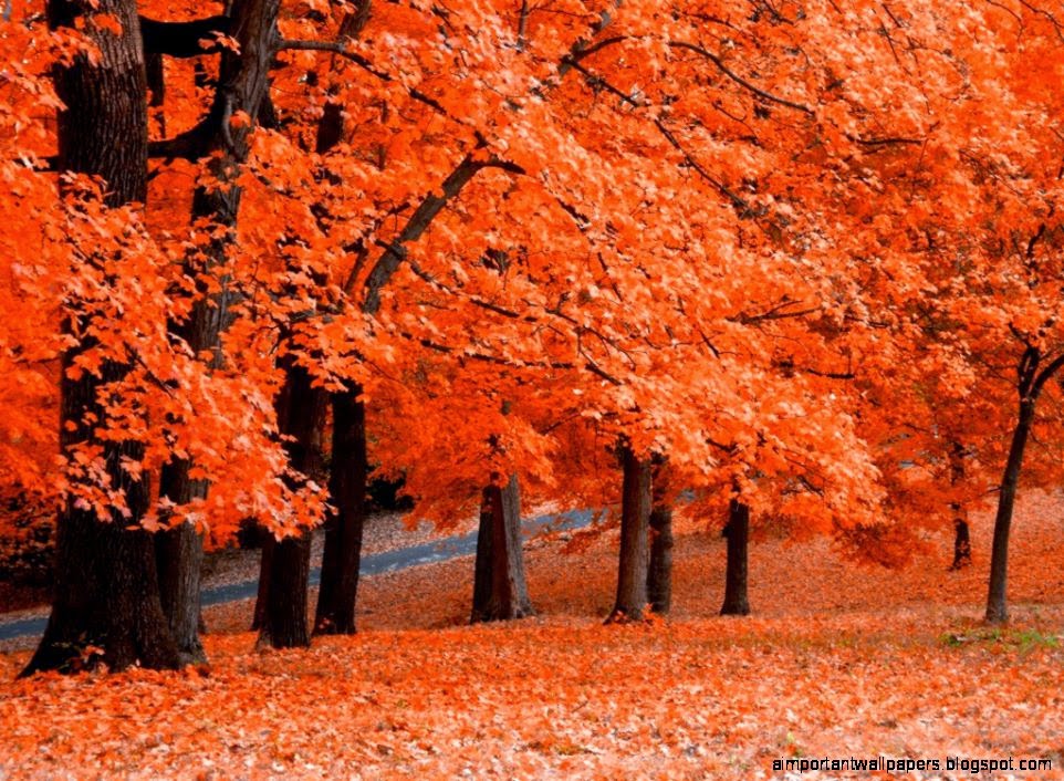 Autumn Tree Background Desktop Background Desktop Backgrounds HQ Autumn Tree Background Desktop Background Desktop Backgrounds HQ