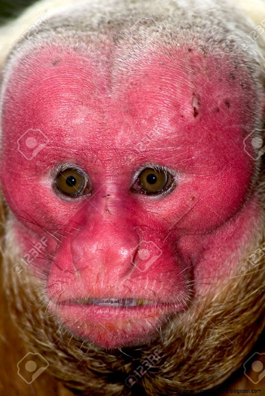 Red Uakari A Very Endangered Species In Amazon Rainforest Stock Red Uakari A Very Endangered Species In Amazon Rainforest Stock