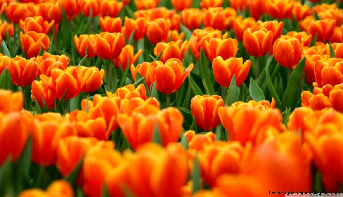 Orange Tulips Spring Flowers HD desktop wallpaper Widescreen Orange Tulips Spring Flowers HD desktop wallpaper Widescreen