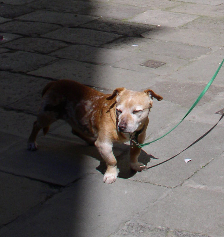Blipadee Animals in Venice!