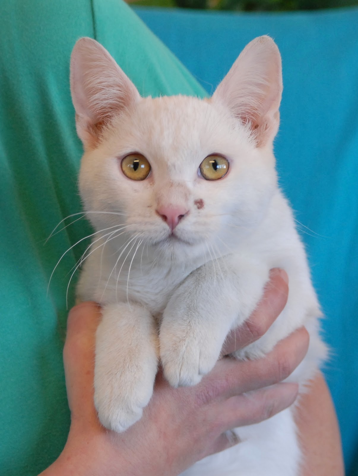 Mac, an angelic, snowwhite kitten for adoption.