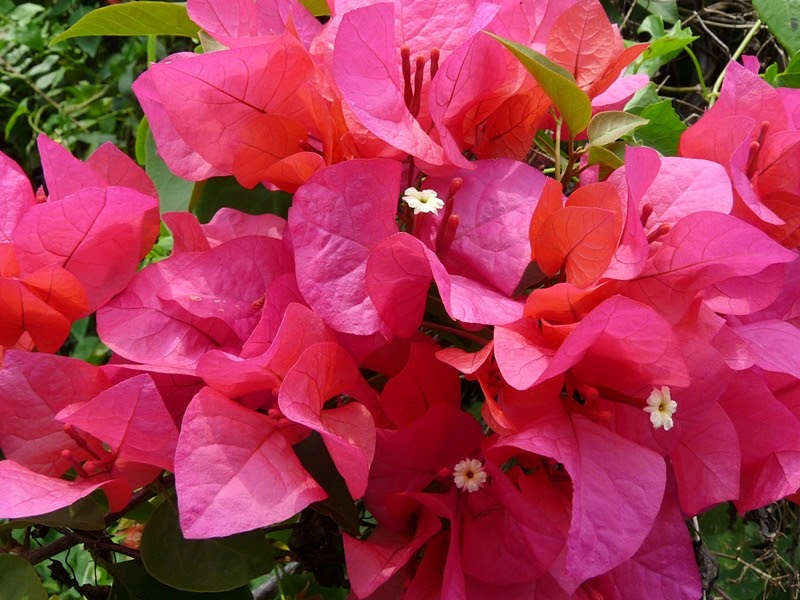 Bougainvillea Flower