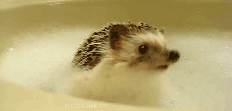 Happy Thursday! Here's some ridiculously cute animal gifs, enjoy! | Closer