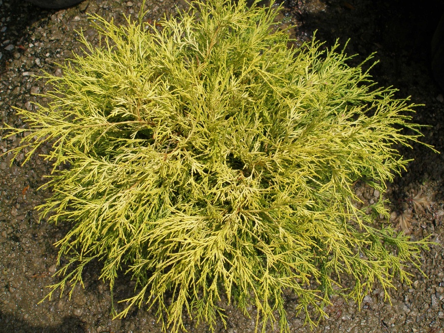 100 Natural Hardwood Mulch Custom Garden Designs