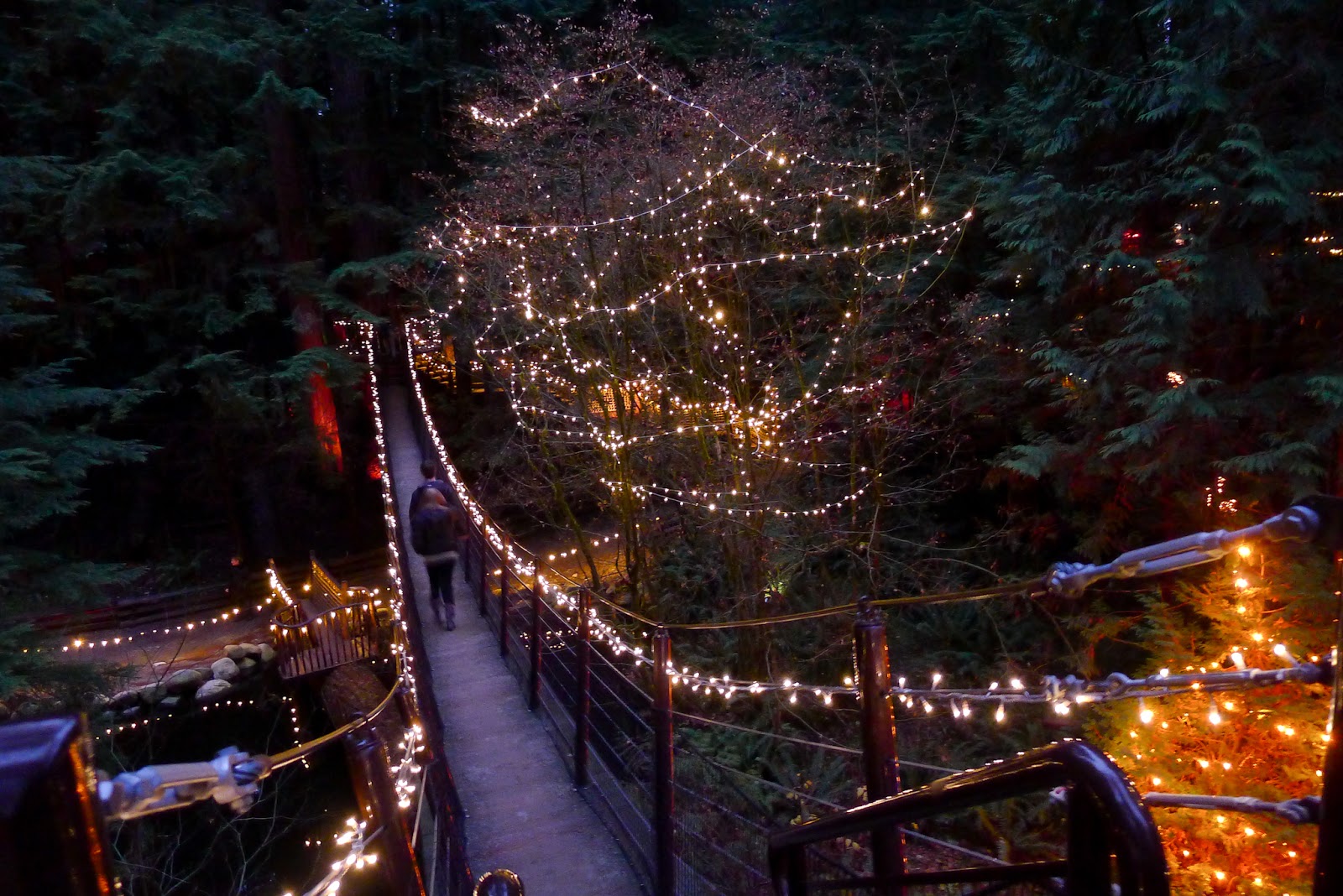 Suspension lights capilano christmas bridge canyon lit amongst strings bridges path walking tops trees mini Christmas in a Cup : Canyon Lights - Capilano Suspension Bridge