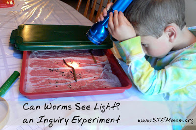 Boy Shining Light on Worms for Light/Dark worm experiment: STEMmom.org