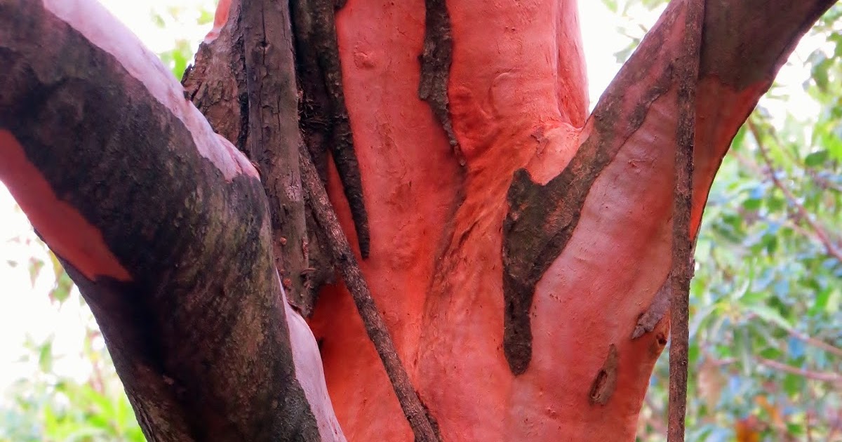 Wild BNE Wild Plants of Ipswich