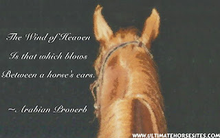 Horse Quotes,Quotes About Horses 