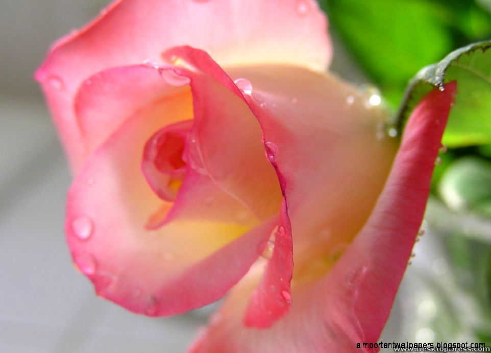 Two Wet Flowers Inspiration Wallpapers Two Wet Flowers Inspiration Wallpapers