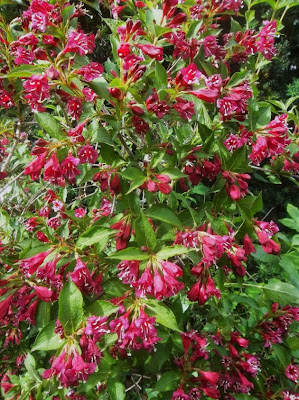 Future Plants By Randy Stewart Weigela