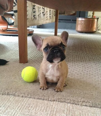 pug dog tennisball
