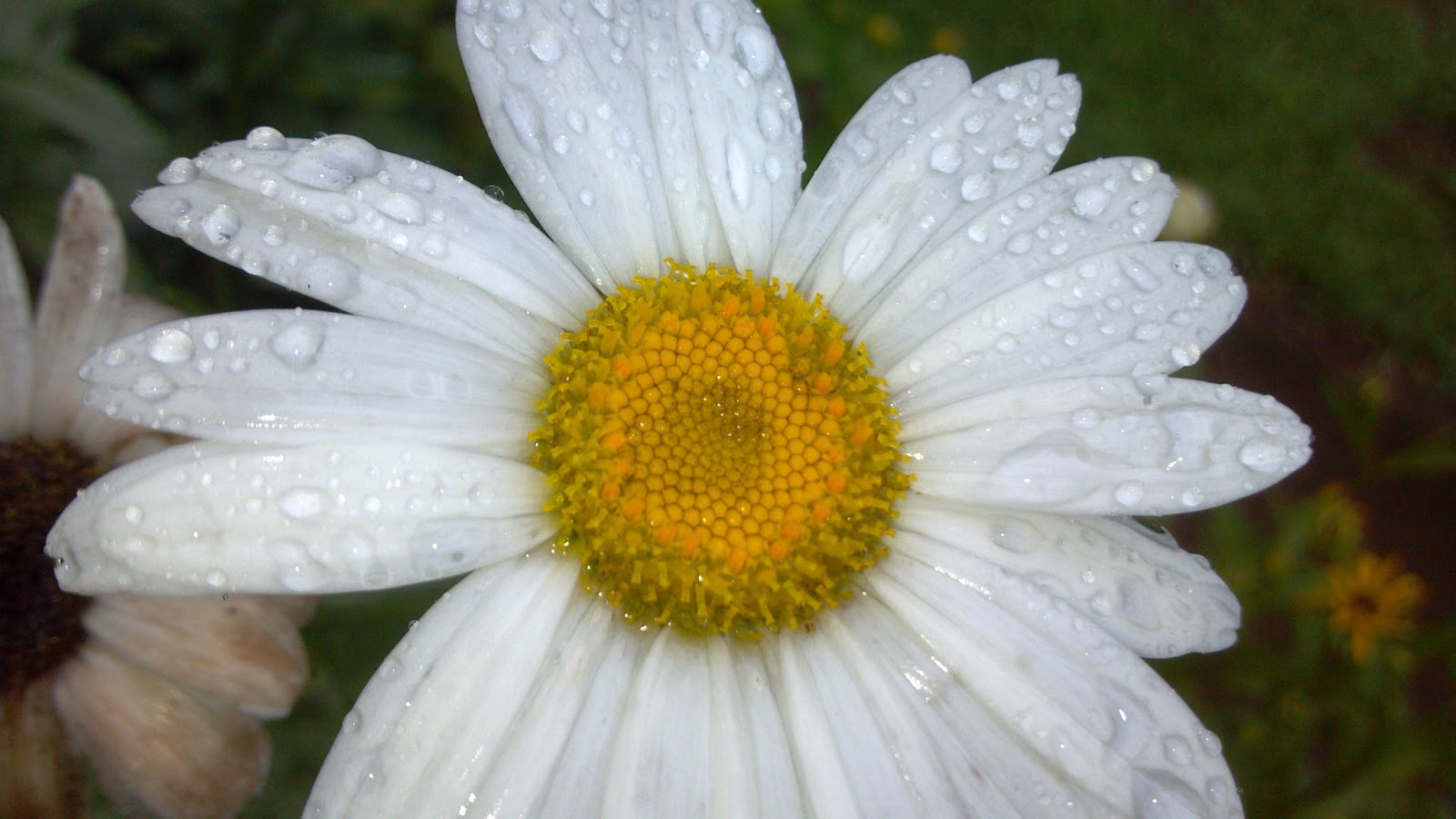How Daisies Have Babies and Why Grocery Eggs Won't Hatch