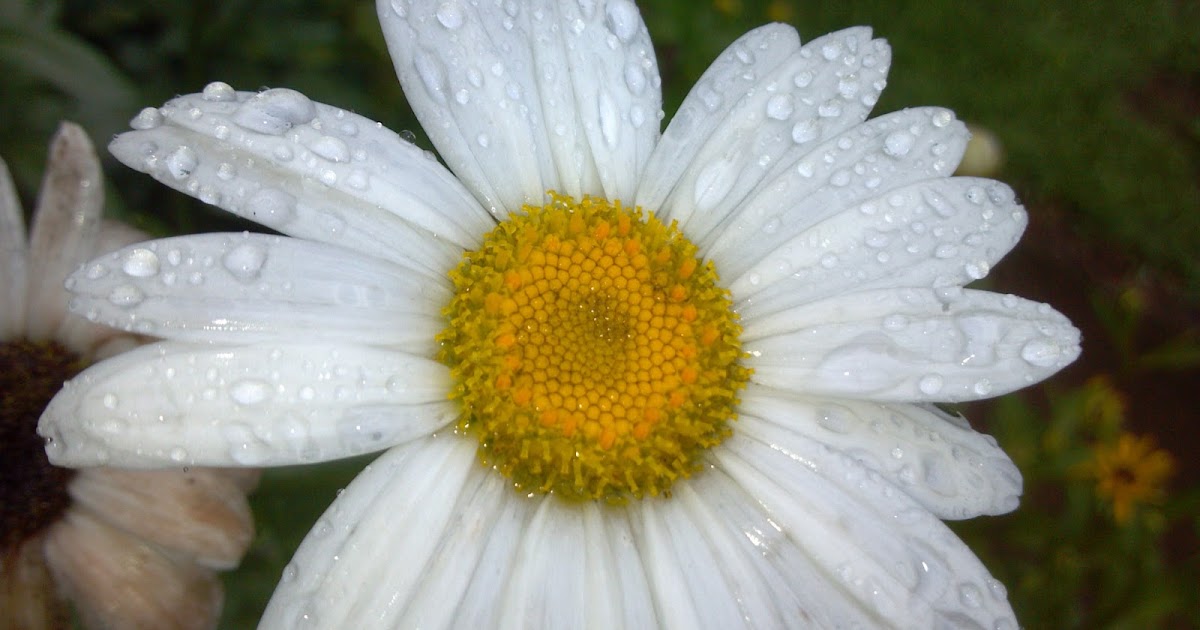 How Daisies Have Babies and Why Grocery Eggs Won't Hatch