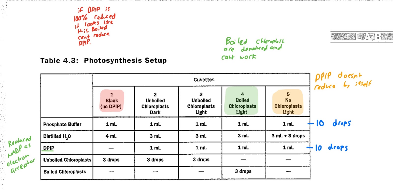 Daniel & Elizabeth's AP Bio Blog Plant Pigments & Photosynthesis Lab