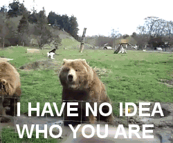 008-funny-animal-gifs-waving-bear.gif