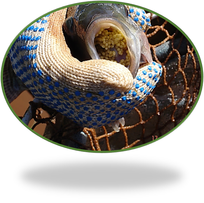 Cria Peixe Tilapicultura "DESENVOLVIMENTO EMBRIONÁRIO DA TILÁPIA"