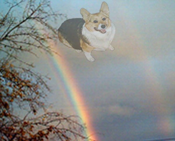 corgi rainbow