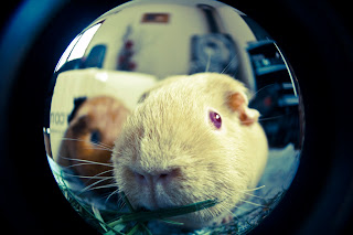 Picture of Guinea pig