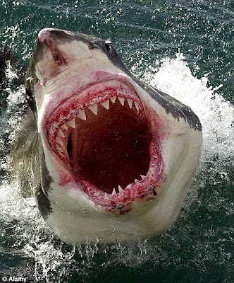 shark torn deadly apart crowded metre leaps