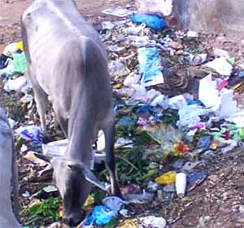 essay on say no to polythene bags essay on say no to polythene bags
