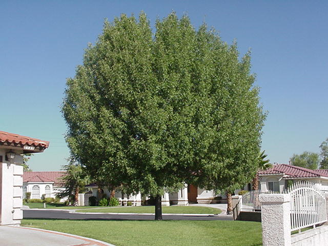 28 Shade Trees Ideas Shade Trees Plants Desert Trees