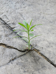 Perseverance - found growing through Dad's ramp (which is 3 feet of solid concrete)
